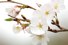 Cherry-blossoms-2-1