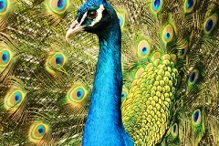 DSC_0093-Peacock