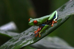 DSC_5293-Red-eyed-Treefrog