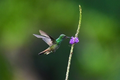 DSC_5399-Rufous-tailed-Hummingbird