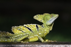 DSC_6585-Basilisk-lizard-male