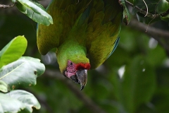 DSC_7406-Great-Green-Macaw