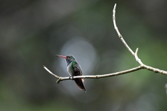 DSC_8014-Rufous-tailed-Hummingbird