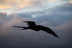 Frigatebird-silhouette-GJH