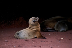 Galapagos-Fur-Seal-pup-Rabida-GJH