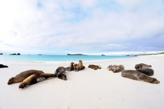 Galapagos-Sea-Lions-GJH