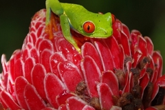 IMGP8075-Red-eyed-Treefrog