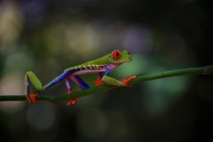 IMGP8083-Red-eyed-Treefrog