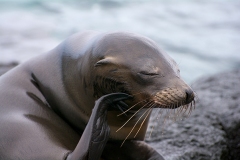 Playful-Galapagos-Sea-Lion-pup-Egas-Port-Santiago-GJH