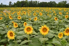 Sunflower-Field-DSC_9055-1