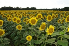 Sunflowers-11