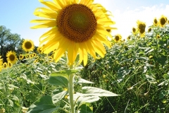 Sunflowers-2-1