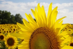 Sunflowers-7-1