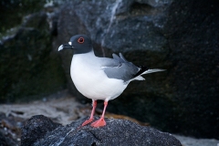 Swallow-tailed-Gull-Genovesa-Island-1