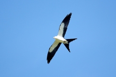 Swallow-tailed-Kite-GJH-1