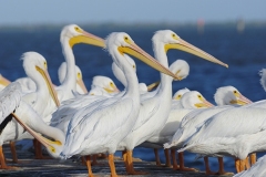 White-Pelicans-Sebastian-GJH-1